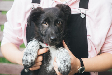Black and white puppy. A small puppy in the hands of a girl. The puppy gives a paw to the owner. A black dog with a red collar. Assistance to homeless animals. Love for animals. Pets.