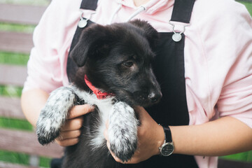 Black and white puppy. A small puppy in the hands of a girl. The puppy gives a paw to the owner. A black dog with a red collar. Assistance to homeless animals. Love for animals. Pets.