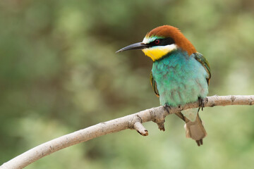 European bee-eater (Merops apiaster),two individuals before the fight.  Middle size colorful bird standing on the branch. Beautiful bird with blue chest and abdomen, brown back, red eyes, yellow head.