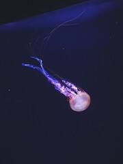 Abstract Jellyfish