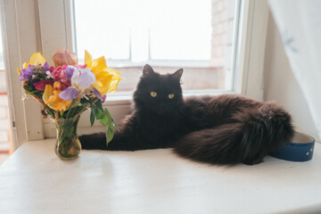 Furry black cat on the window. A fluffy black cat is lying on the windowsill. A black cat sniffs the flowers. Fluffy cat with a bouquet of color.