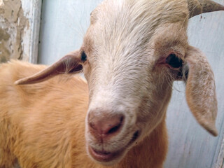 Fototapeta premium Portrait of a cute goat