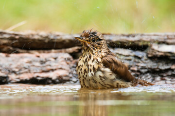 Song thrush (Turdus philomelos), songbird standing on the edge of lake, brown bird with white spotted chest, wet after bath, scene from wild nature, Hungary. Many of water drops.  Diffused beckgrond.