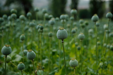 View of a field of opium ready for harvest.