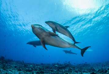 dolphins underwater