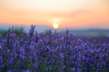 Ripe lavender field for harvesting. A view at sunrise. Turkey