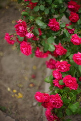 Pink roses grow in the summer garden closeup.