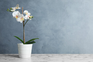 Fototapeta na wymiar Artificial orchid plant in flower pot on white marble table. Space for text