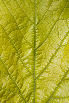 green leaf texture © Дарья Амурская