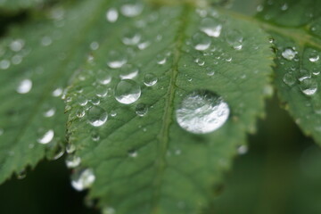 rain drops on leaf