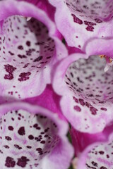 beauty in the garden