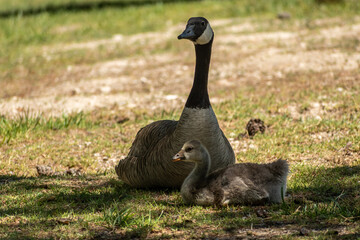 Mother and baby goose relaxing on the grass