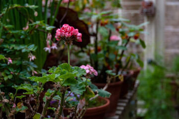 Fototapeta na wymiar flowers in a greenhouse