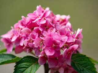 Fototapeta premium bunch of pink flowers with four petals