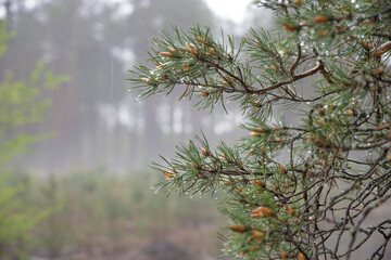 Pine branch with drops of water after rain. Fog. Blurred background.