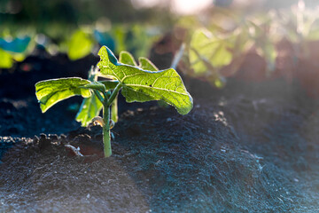 Young sprout in garden on green background in the sunlight at sunset with flare. Wide banner