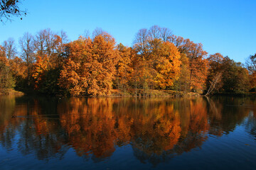 yellow autumn trees on the island are reflected in the water of the lake