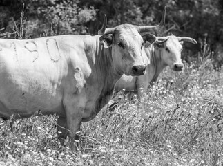dos grandes vacas madres en color blanco y negro