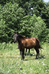 Beautiful racehorse on a pasture in the village. Horse in nature near the forest. Stock background for design