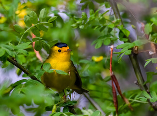 Wilsons Warbler