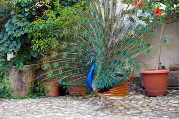 peacock spreading it's tail while mating
