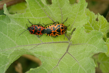 A mating pair of the shield bug (Eurydema ventralis, Family Pentatomidae)