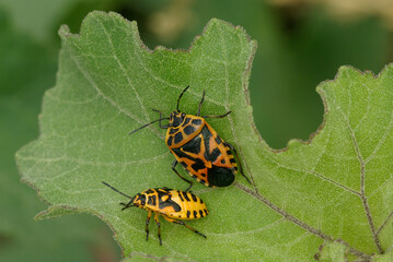 The shield bug (Eurydema ventralis, Family Pentatomidae)