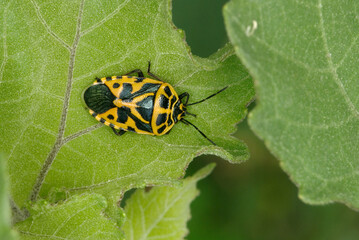 The shield bug (Eurydema ventralis, Family Pentatomidae)