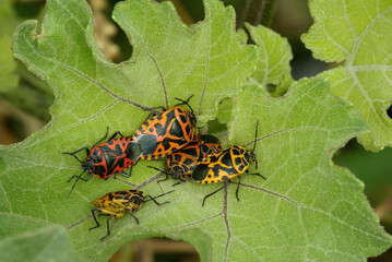 A group of individuals of the shield bug (Eurydema ventralis, Family Pentatomidae)