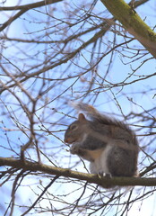 Putziges Eichhörnchen auf dem kahlen Geäst eines Baumes