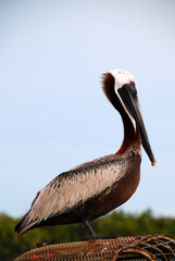 pelican sitting on airboat against blue sky