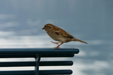 Looks like sparrow gymnastics: one leg is still up after landing on a bench