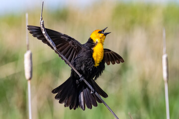 Yellow Headed Blackbird