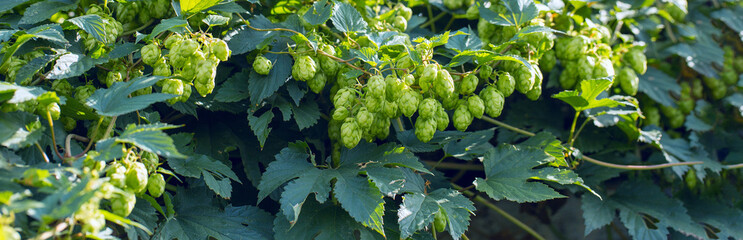 Cones of hops in a basket for making natural fresh beer, concept of brewing. Beautiful panoramic image, tinted.
