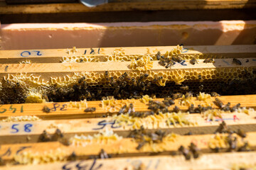 Closeup of a frame with a wax honeycomb of honey with bees on them. Apiary workflow.