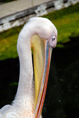 close up on pink pelican in zoo