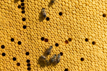 Closeup of a frame with a wax honeycomb of honey with bees on them. Apiary workflow.