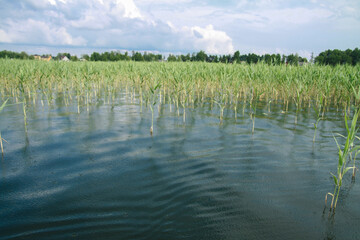 Beautiful mirror lake with green reeds. A little rain drizzles and falls into the water. Stock landscape for design.