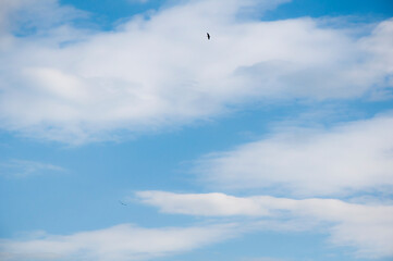 Birds fly against the blue sky and white clouds. Beautiful natural background.