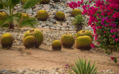Awesome vegetation view of "San Jose Del Cabo" Saint Joseph of the Cape Mexican Town
