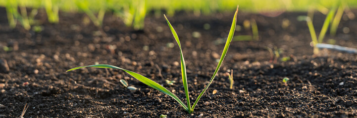 Agriculture plant seedling growing step concept in garden and sunlight. New life or start or beginning concept