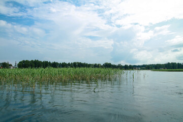 Beautiful mirror lake with green reeds. A little rain drizzles and falls into the water. Stock landscape for design.