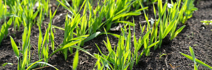 Agriculture plant seedling growing step concept in garden and sunlight. New life or start or beginning concept