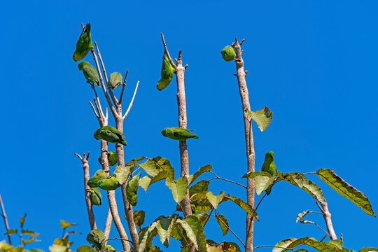 Dusky Billed Parrotlet Swarming a Tropical Tree
