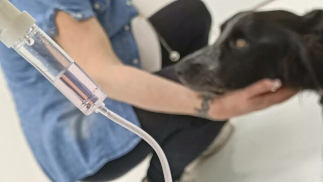 cane vene curato con una flebo e viene coccolato durante il trattamento
