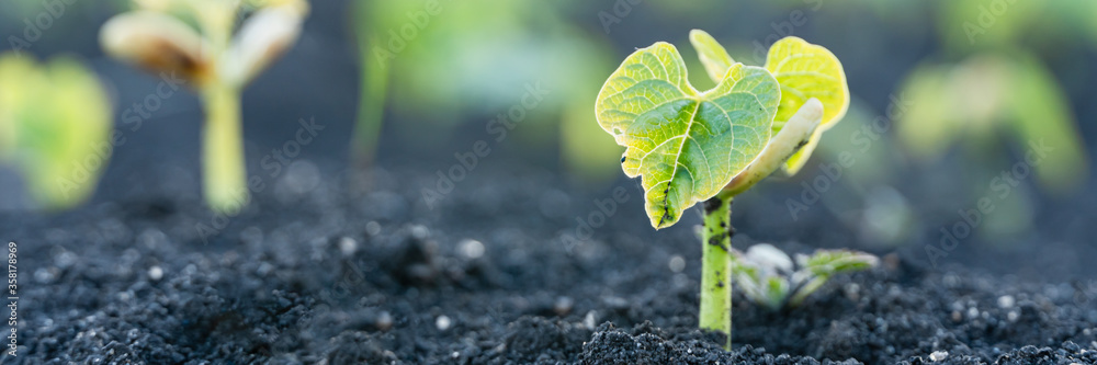 Wall mural agriculture plant seedling growing step concept in garden and sunlight. new life or start or beginni