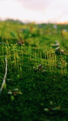 fresh tiny green moss macro closeup background texture 
