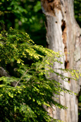 Evergreen foreground