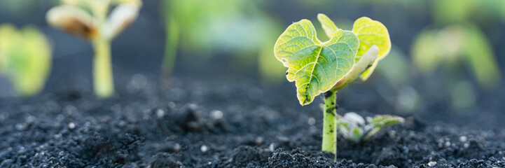 Agriculture plant seedling growing step concept in garden and sunlight. New life or start or...