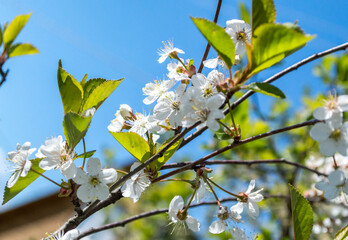 flowering cherry branch with white flowers against the blue sky